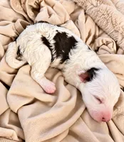 Micro choc tri parti, a male Miniature Bernedoodle for sale in Ocala, FL – 1 of 1