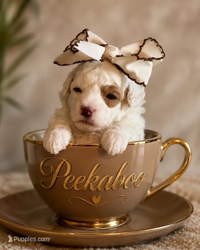 AKC peekaboo – Poodle - Toy  puppy for sale in Ocala, FL