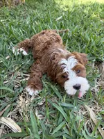 Red Ruby, a female Cavapoo for sale in Ocala, FL – Photo 3 of 3