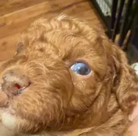 Rusty, a male Poodle - Toy  for sale in Ocala, FL – Photo 4 of 4