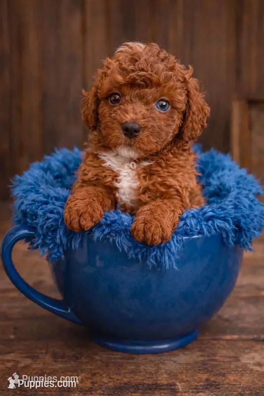 Rusty – Poodle - Toy  puppy for sale in Ocala, FL