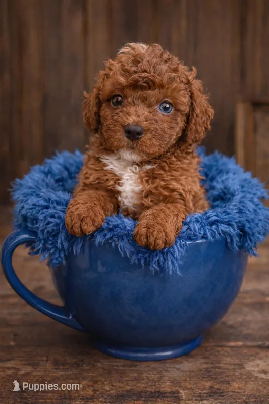 Rusty – Poodle - Toy  puppy for sale in Ocala, FL