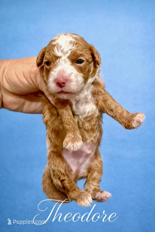 Theodore – Poodle - Toy  puppy for sale in Ocala, FL