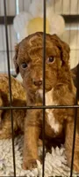 Rusty, a male Poodle - Toy  for sale in Ocala, FL – Photo 3 of 4
