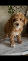Bumblebee, a male Poodle - Toy  for sale in Ocala, FL – Photo 2 of 2