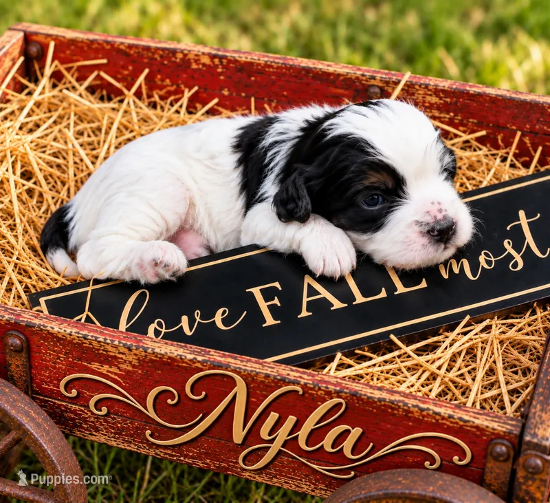 Nyla – Cavapoo puppy for sale in Ocala, FL