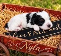 Nyla, a female Cavapoo for sale in Ocala, FL – 1 of 1