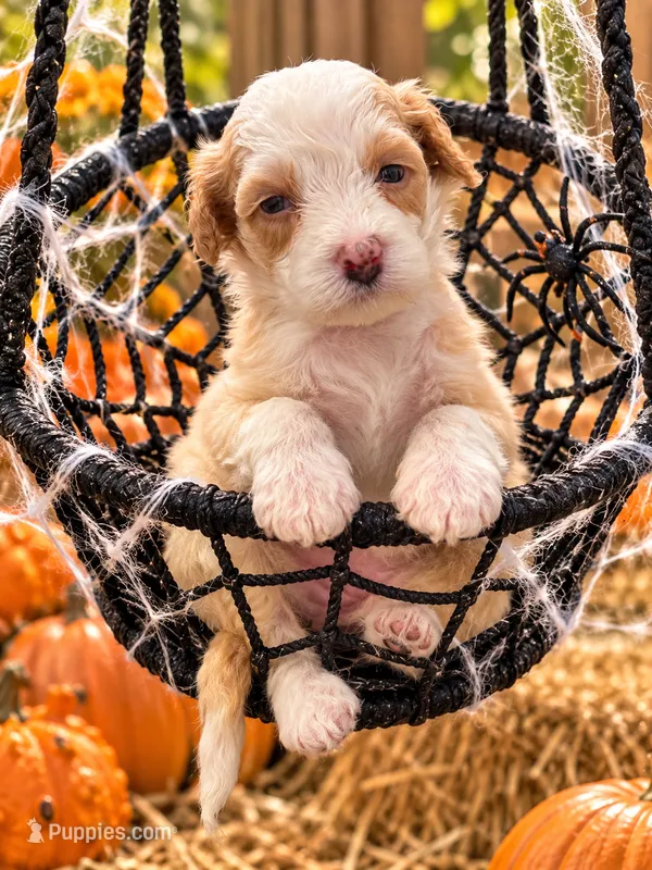 Vixen – Miniature Bernedoodle puppy for sale in Ocala, FL
