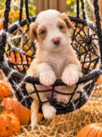 Vixen, a female Miniature Bernedoodle for sale in Ocala, FL – 1 of 2