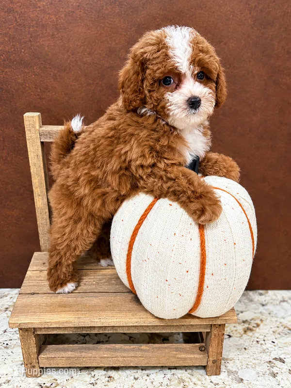 Akc-Little Pumpkin  – Poodle - Toy  puppy for sale in Ocala, FL