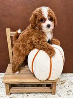 Akc-Little Pumpkin , a female Poodle - Toy  for sale in Ocala, FL – 1 of 8