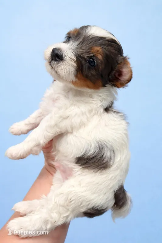 Micro Mini 9-14 lbs – Miniature Bernedoodle puppy for sale in Ocala, FL