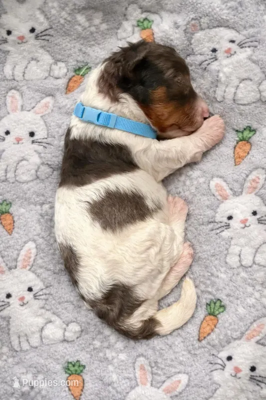 Blue bunny – Miniature Bernedoodle puppy for sale in Ocala, FL