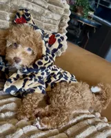 Micro mini, a male Miniature Bernedoodle for sale in Ocala, FL – 1 of 5
