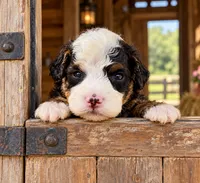 Micro mini Bernedoodle, a male Miniature Bernedoodle for sale in Ocala, FL – 2 of 3