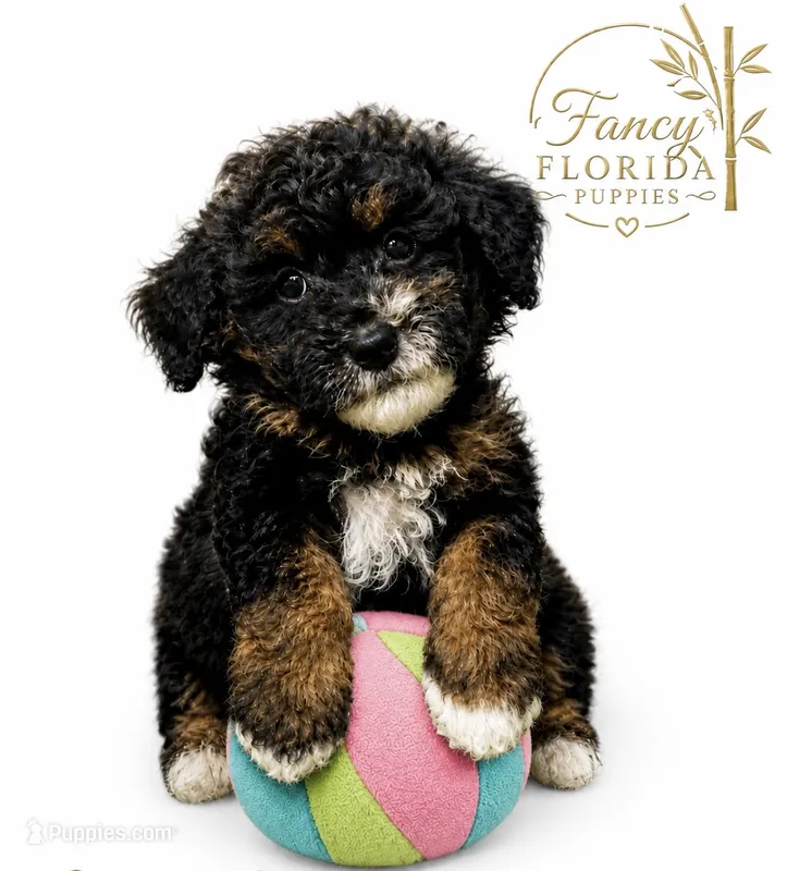 Micro mini Bernedoodle  – Miniature Bernedoodle puppy for sale in Ocala, FL
