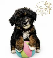 Micro mini Bernedoodle , a female Miniature Bernedoodle for sale in Ocala, FL – 1 of 1