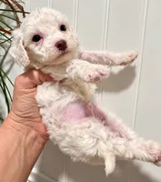 Pearl, a female Poodle - Toy  for sale in Ocala, FL – 3 of 4