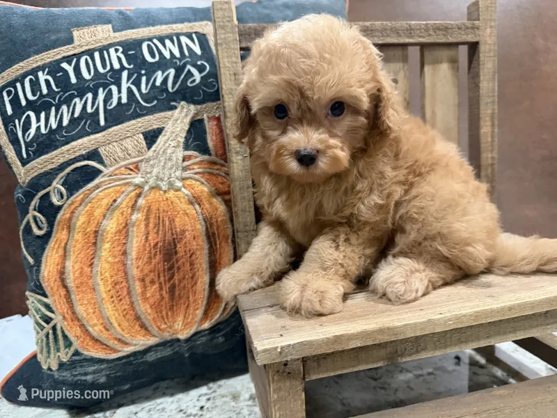 -Harlow  – Poodle - Toy  puppy for sale in Ocala, FL