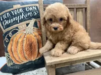-Harlow , a male Poodle - Toy  for sale in Ocala, FL – 1 of 6