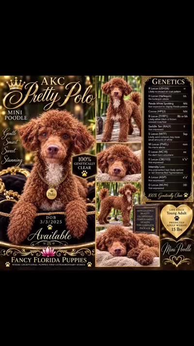 AKC Pretty Polo ~ kyky Atat 👈🏼 CLEAR , a male Poodle - Miniature  for sale in Ocala, FL – 5 of 5