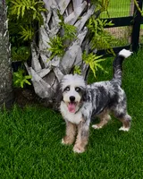 Electric , a female Miniature Bernedoodle for sale in Ocala, FL – 2 of 6