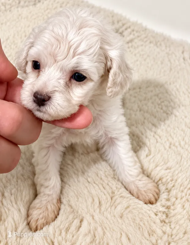 6-7 lbs Gem – Poodle - Toy  puppy for sale in Ocala, FL