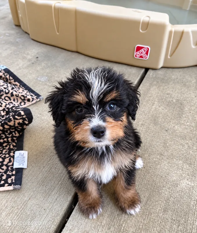 Bety – Miniature Bernedoodle puppy for sale in Ocala, FL