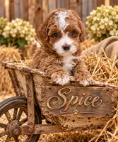 Spice, a female Poodle - Toy  for sale in Ocala, FL – 2 of 2