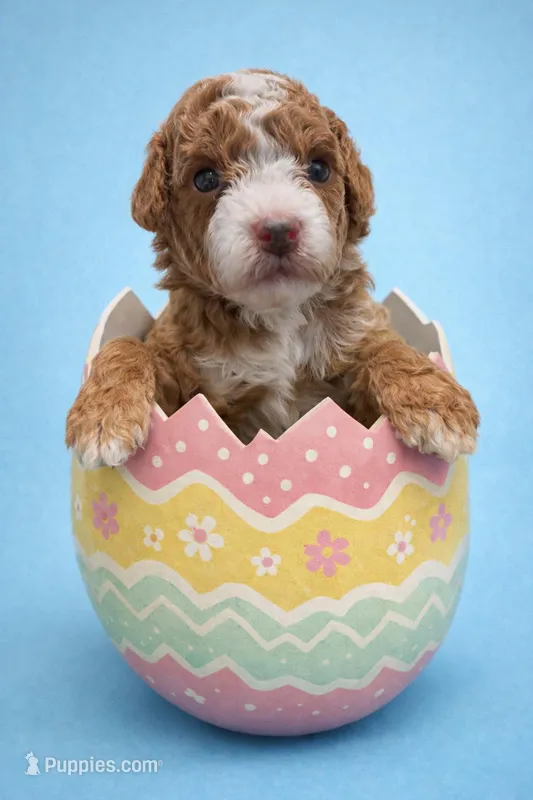 Akc teddy  – Poodle - Toy  puppy for sale in Ocala, FL