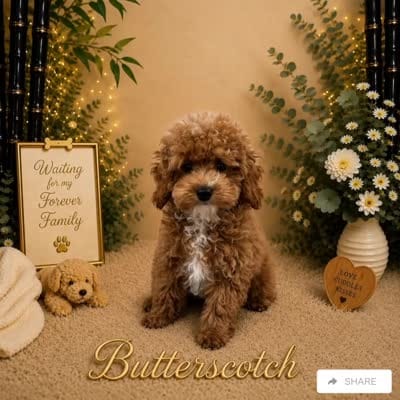 Butterscotch , a male Poodle - Toy  for sale in Ocala, FL – 4 of 4