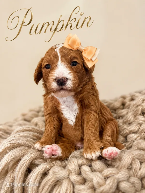 Akc-Little Pumpkin  – Poodle - Toy  puppy for sale in Ocala, FL