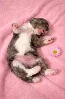 Micro Mini  STERLING , a female Miniature Bernedoodle for sale in Ocala, FL – Photo 2 of 2