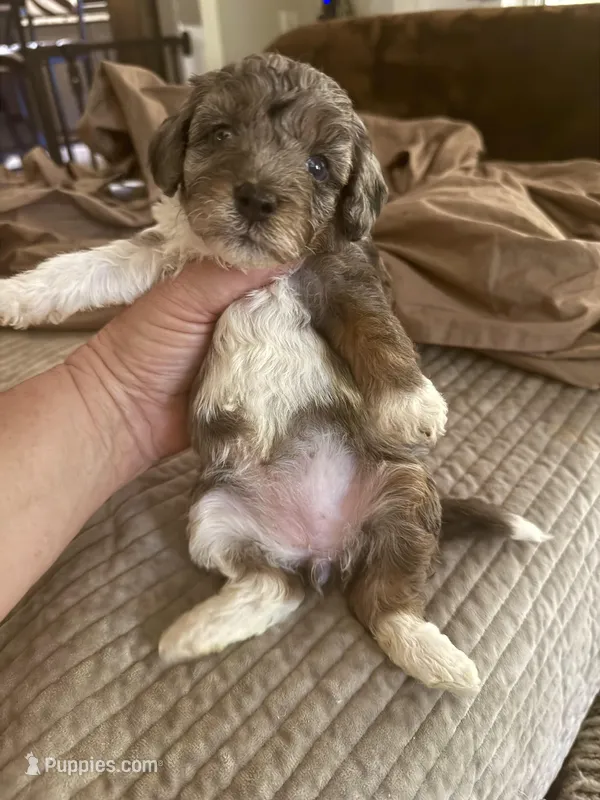 Micro Mini  STERLING  – Miniature Bernedoodle puppy for sale in Ocala, FL