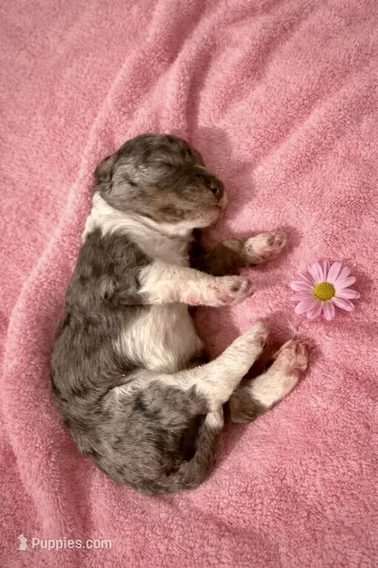 Micro Mini  STERLING  – Miniature Bernedoodle puppy for sale in Ocala, FL