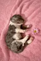 Micro Mini  STERLING , a female Miniature Bernedoodle for sale in Ocala, FL – Photo 1 of 2