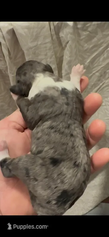 Micro Mini  Pretty Girl – Miniature Bernedoodle puppy for sale in Ocala, FL