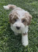 Charting 12-15 lbs, a male Miniature Goldendoodle for sale in Ocala, FL – Photo 2 of 3