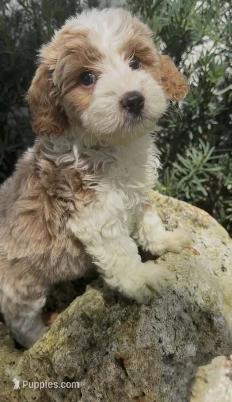 Charting 12-15 lbs – Miniature Goldendoodle puppy for sale in Ocala, FL