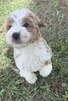 Charting 12-15 lbs, a male Miniature Goldendoodle for sale in Ocala, FL – Photo 3 of 3
