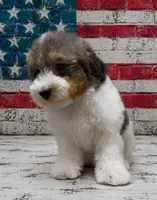 Micro Mini 9-14 lbs, a male Miniature Bernedoodle for sale in Ocala, FL – 2 of 3