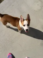 SKY, a female Pembroke Welsh Corgi for sale in Lincoln, NE – 3 of 4