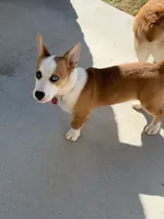 SKY, a female Pembroke Welsh Corgi for sale in Lincoln, NE – 2 of 4