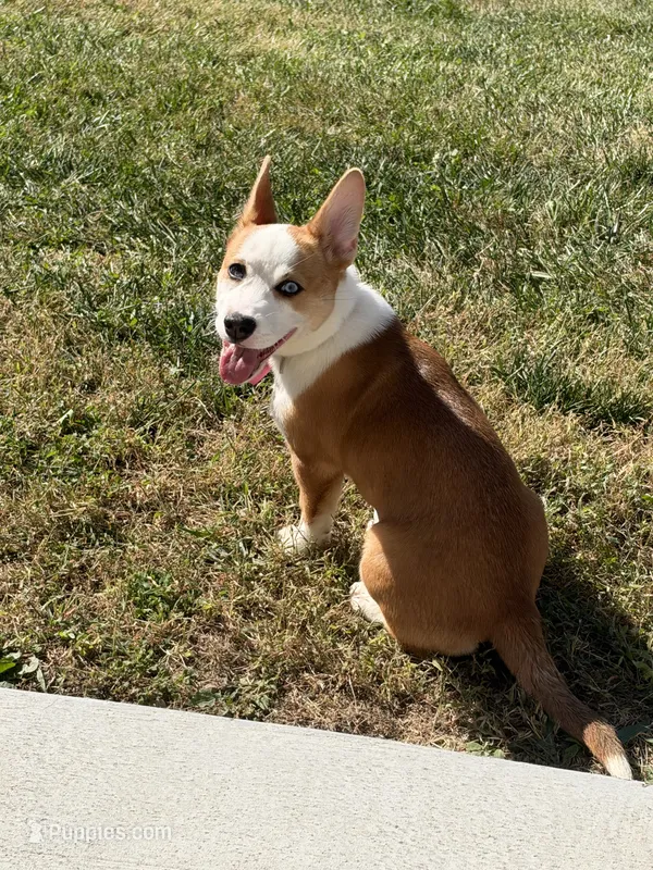 SKY – Pembroke Welsh Corgi puppy for sale in Lincoln, NE