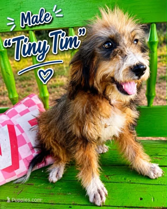 Tiny Tim – Bernedoodle puppy for sale in Hawley, TX