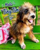Tiny Tim, a male Bernedoodle for sale in Hawley, TX – 1 of 1