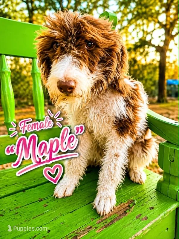 Maple – Bernedoodle puppy for sale in Hawley, TX