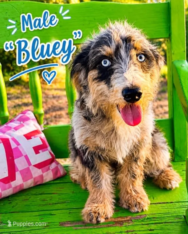 Bluey – Bernedoodle, Toy Australian Shepherd puppy for sale in Hawley, TX