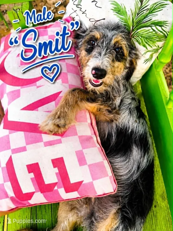 Smit – Bernedoodle, Toy Australian Shepherd puppy for sale in Hawley, TX
