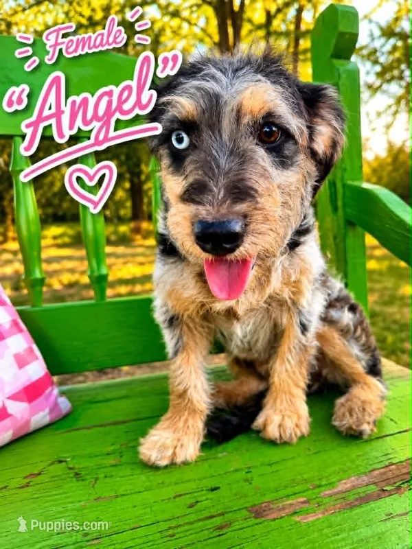 Angel – Bernedoodle, Toy Australian Shepherd puppy for sale in Hawley, TX